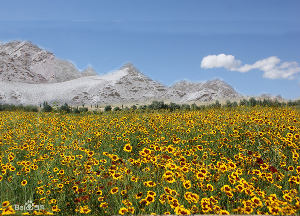 Herbal Tea Chrysanthemum