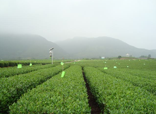 Bio Song Yang Bai Cha